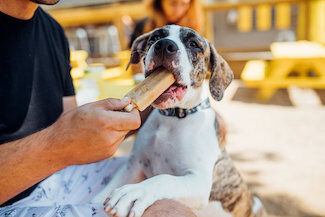 *325 MUTTS Pupsicle copy.jpg